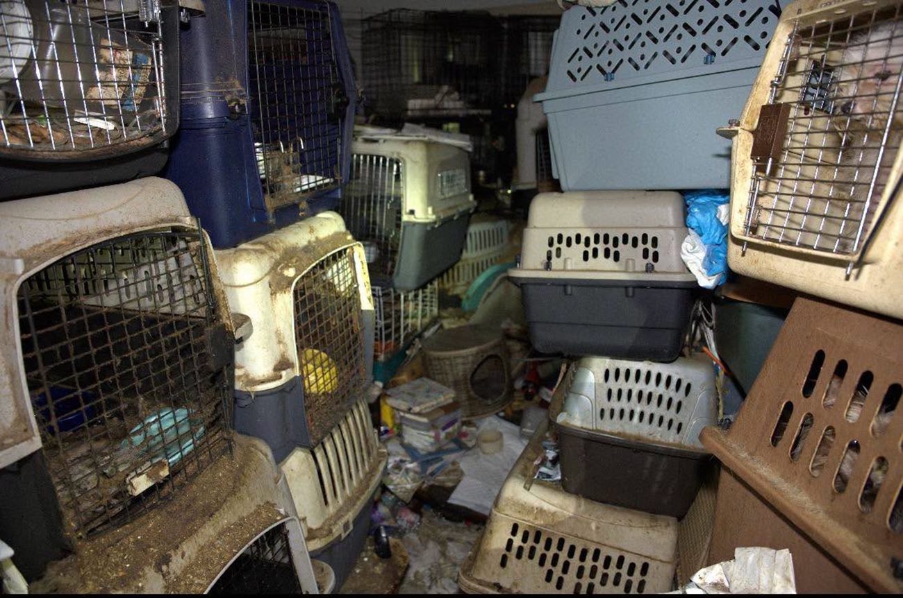 Descubren más de 100 gatos y perros en una vivienda llena de desechos en Florida; una empleada postal fue detenida