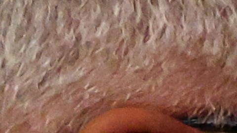 William "Camarón" Zepeda se quedó con el cinturón ligeron del CMB