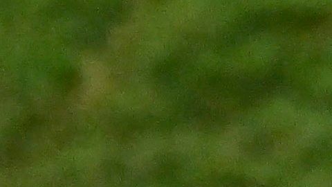 Jhon Arias en la Copa del Mundo de 2026.
