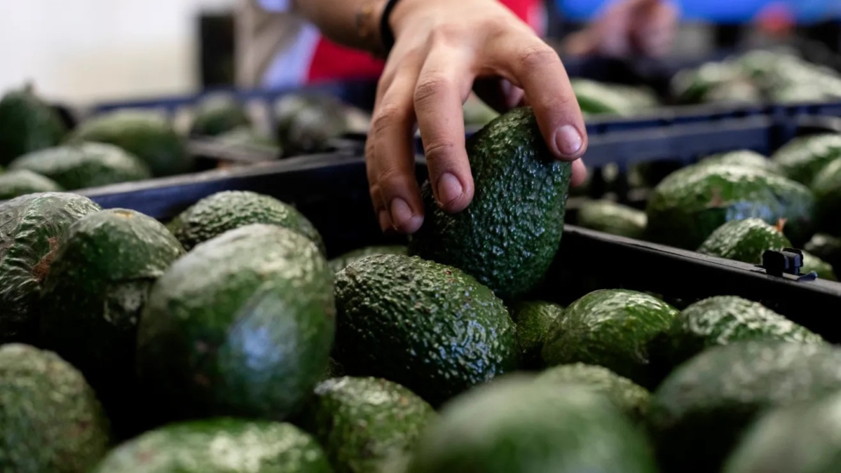 EE.UU. reanuda inspecciones de aguacate en Michoacán tras incrementarse la seguridad en la región