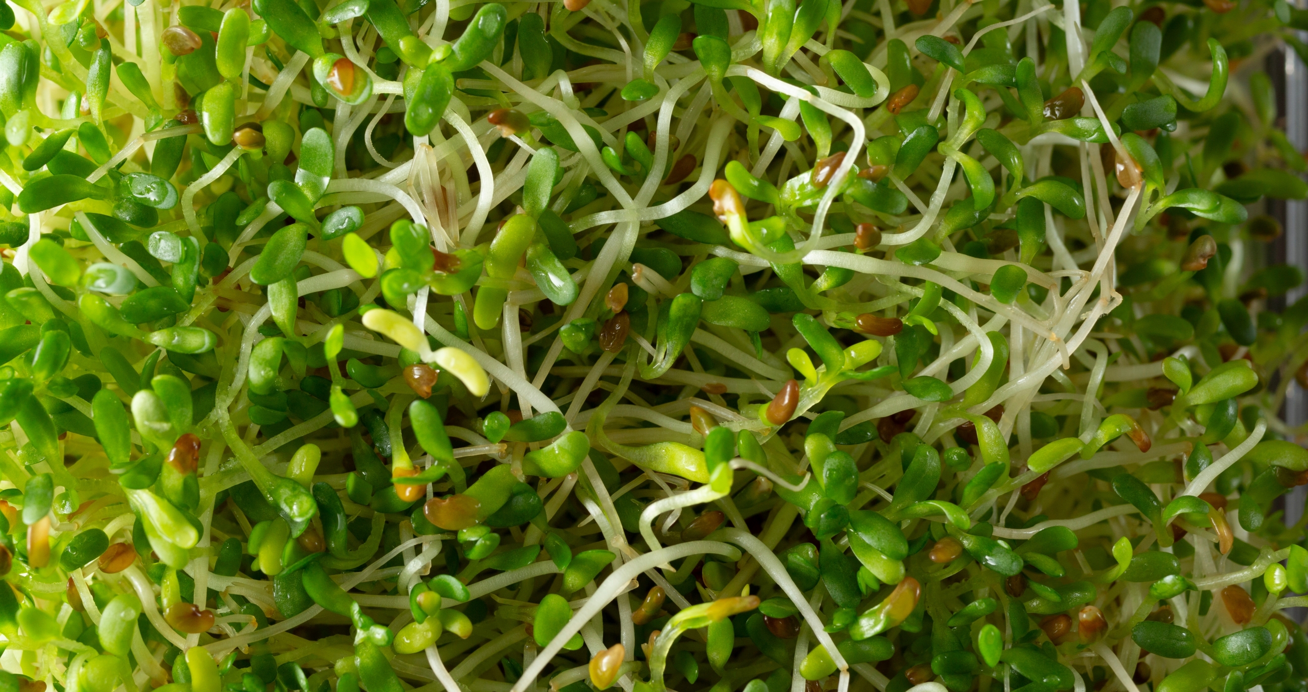 Ahora le toca a la alfalfa: retiran lotes del mercado por enfermar a 55 personas por salmonela y E. coli en 15 estados