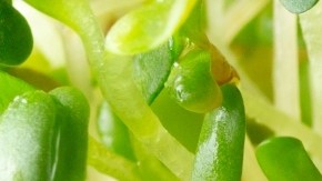 Ahora le toca a la alfalfa: retiran lotes del mercado por enfermar a 55 personas por salmonela y E. coli en 15 estados