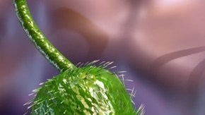 Sube número de muertes por bacteria carnívora en las costas de EE.UU.