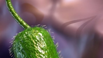 Sube número de muertes por bacteria carnívora en las costas de EE.UU.