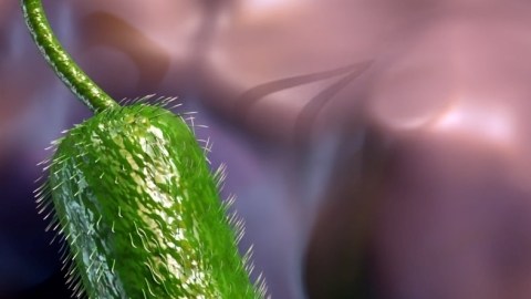 Sube número de muertes por bacteria carnívora en las costas de EE.UU.