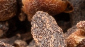 Clavos de olor: un analgésico natural y algo más