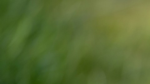 Se presentan casos de "fiebre del conejo": qué es y cómo prevenirla