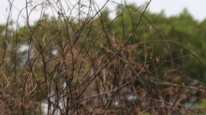 Hallazgo de fosa