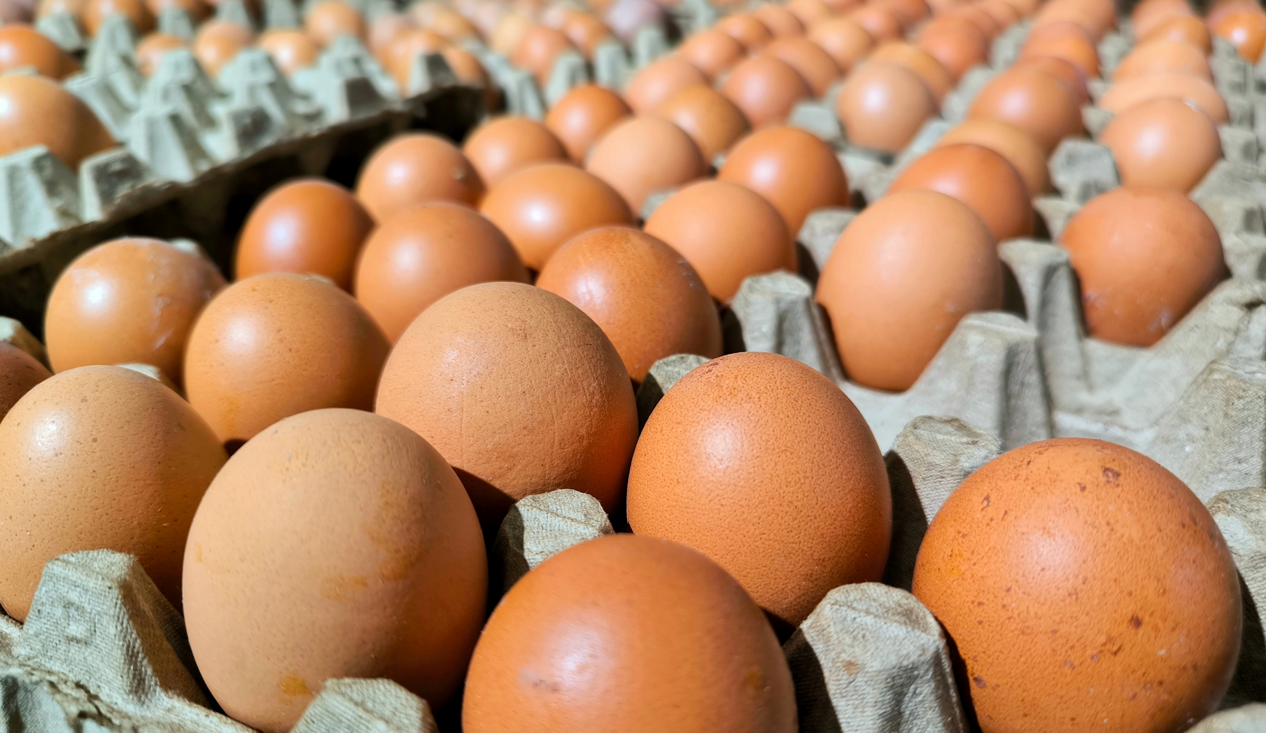 Retiro masivo de huevos: brote de salmonela deja casi una centena de enfermos en 17 estados