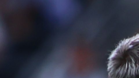 Guadalupe, Nuevo León, 15 de agosto de 2026. , durante el partido correspondiente a la jornada 4 del torneo Apertura 2026 de la Liga BBVA MX, entre los Rayados del Monterrey y los Bravos de FC Juárez, realizado en el estadio BBVA. Foto: Imago7/David Arzamendi