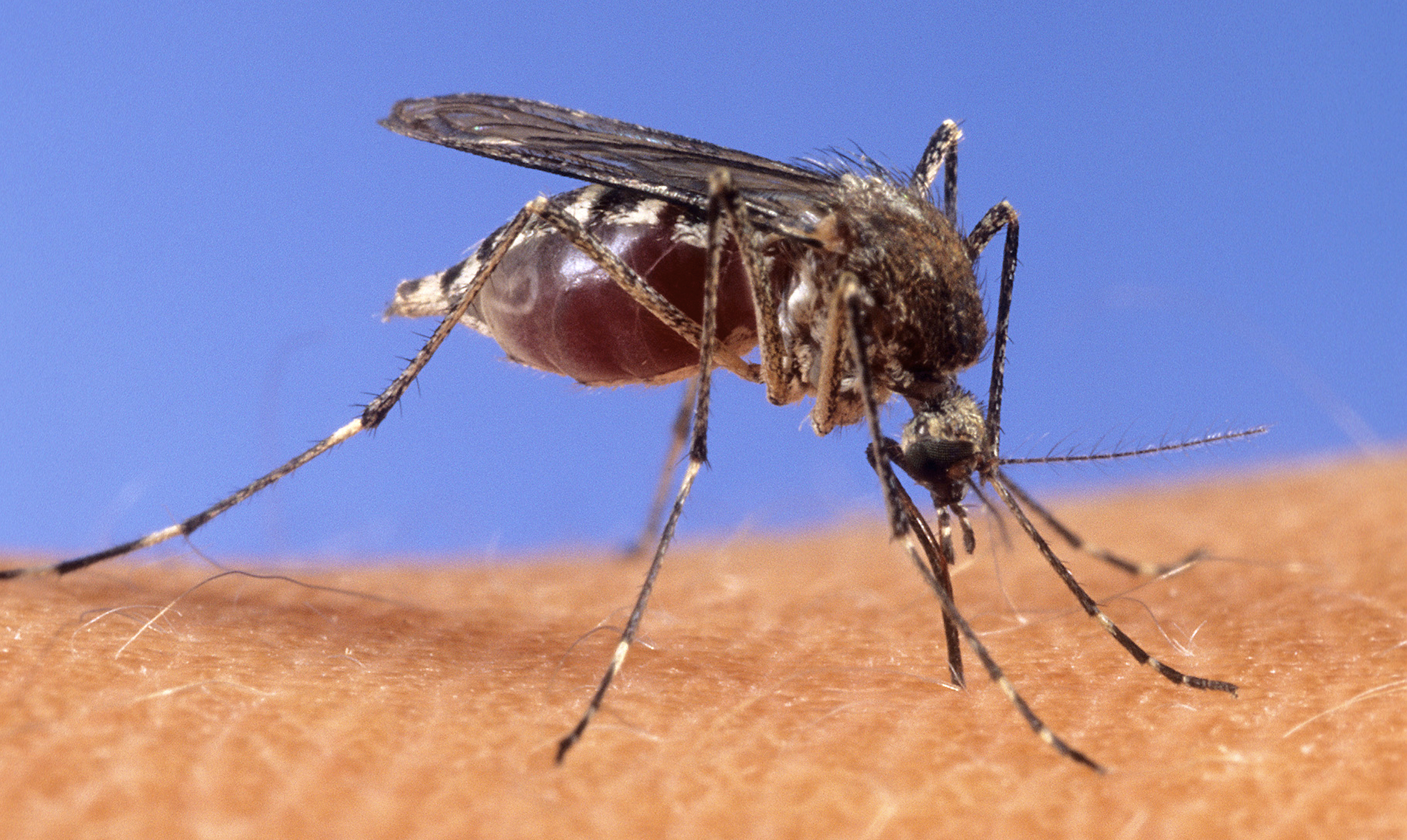 Condado de Los Ángeles confirma primera muerte de 2026 por virus del Nilo Occidental