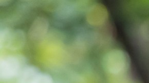 ¿Cuándo las "moscas volantes" pueden significar una señal de alerta?