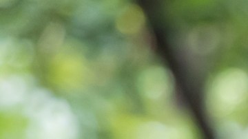 ¿Cuándo las "moscas volantes" pueden significar una señal de alerta?