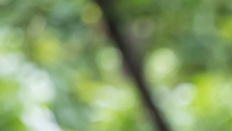 ¿Cuándo las "moscas volantes" pueden significar una señal de alerta?