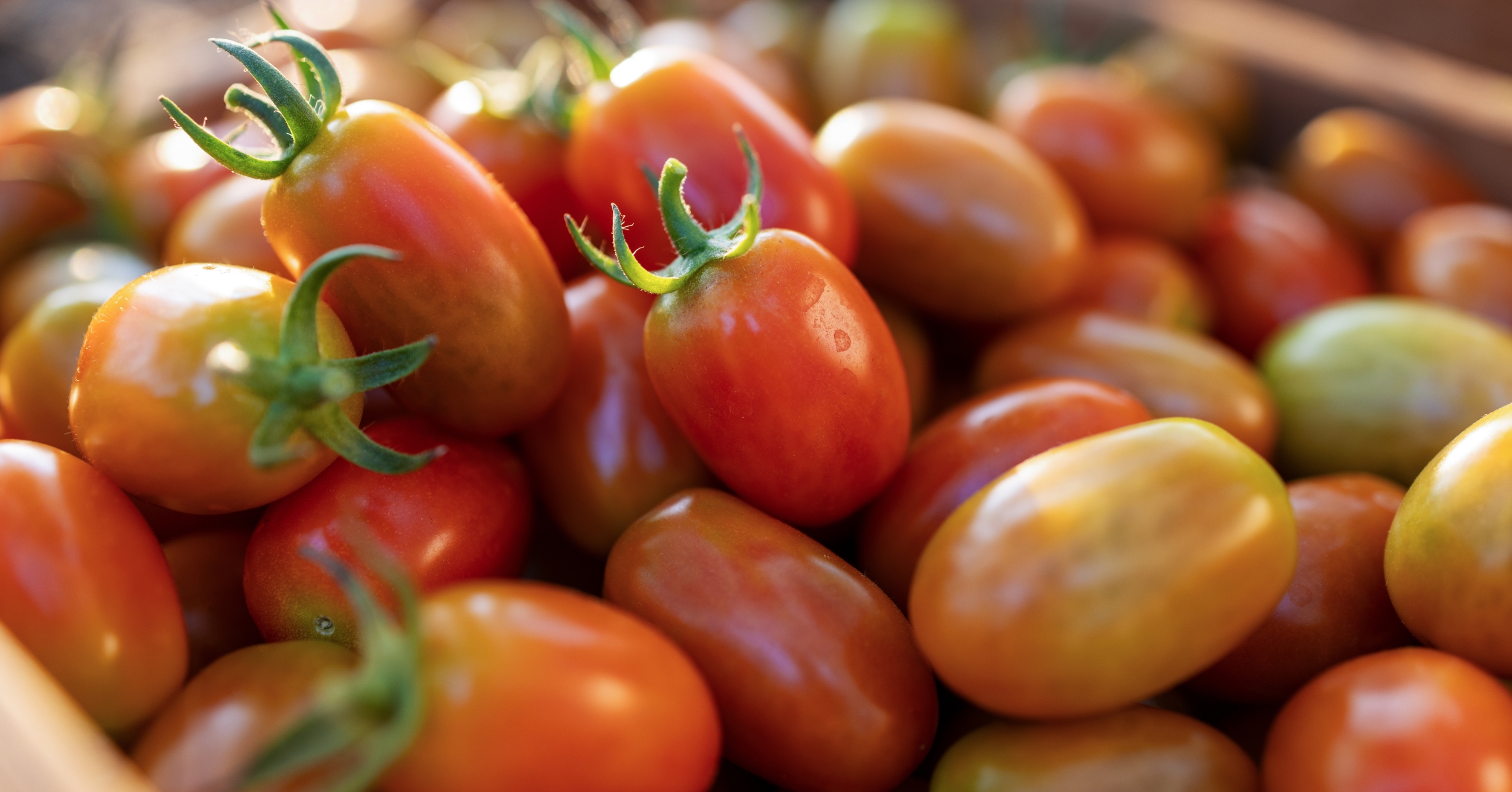 El poder del tomate en la salud cardiovascular: uno de sus compuestos ayuda a proteger el corazón