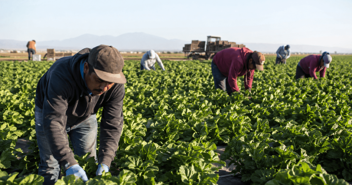 El temor a ICE ya cambia la vida en el campo: trabajadores evitan médicos y compras