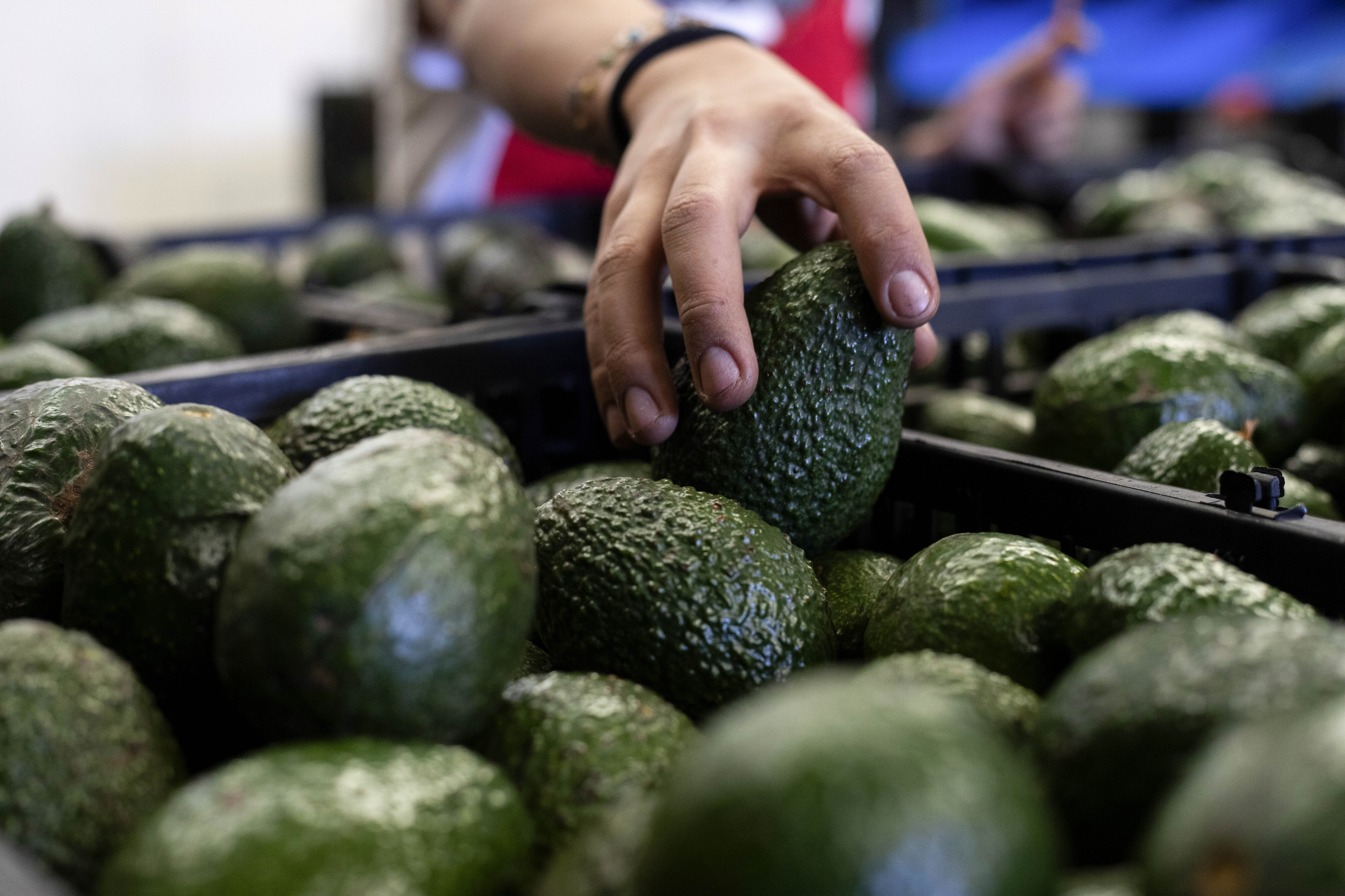México refuerza seguridad para inspectores de EE.UU. y productores de aguacate