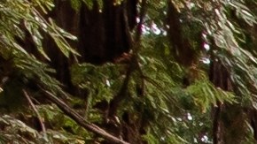 El menor se encontraba en Camp Chickami, en Wayland, un suburbio de Boston, cuando un árbol cayó sobre él y un adulto.
