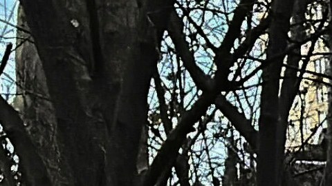 La víctima, una mujer de 63 años, fue encontrada sin vida con múltiples heridas de arma blanca cerca de un sendero en Central Park.