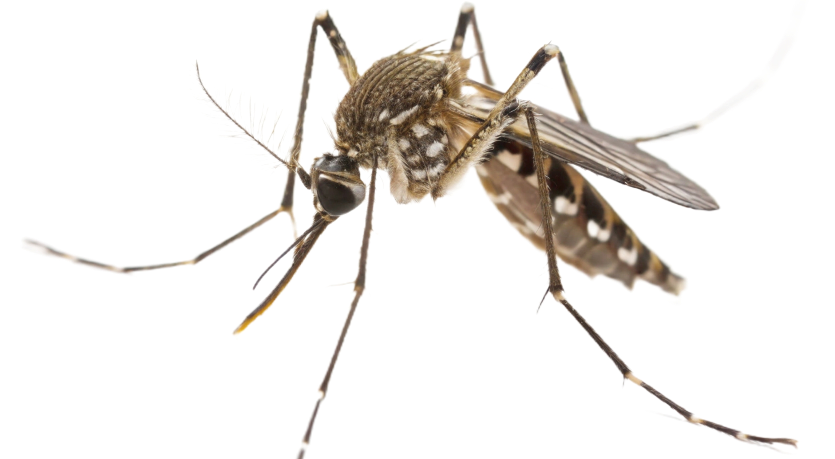 Aumentan las picaduras: mosquitos invasores se expanden por el sur de California