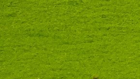 Patricio Salas celebra un gol que le marcó a Pumas en los cuartos de final de la campaña pasada.