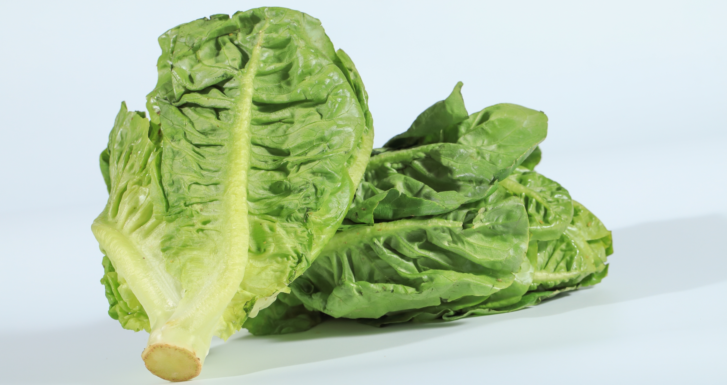 En este contexto de ciclosporiasis, ¿es seguro comer lechuga?