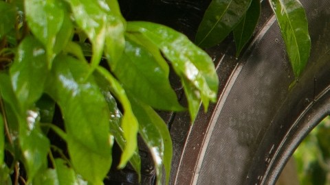 Florida levanta alarmas: tres de sus condados en emergencia por brote de dengue