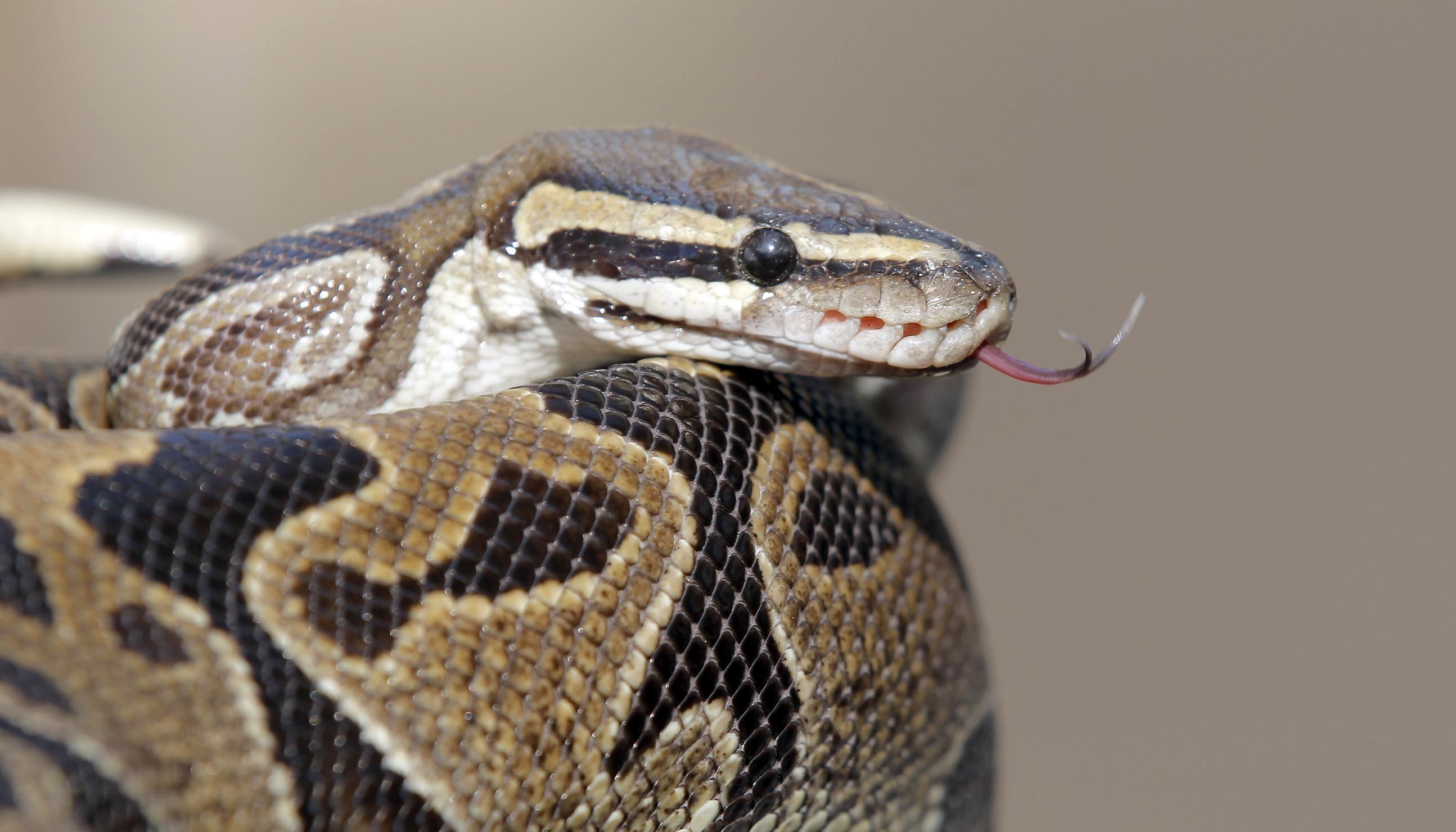 Víbora venenosa está suelta en vecindario del sur de California