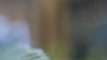 Las flores se asocian la personalidad de los meses, según interpretaciones astrológicas.