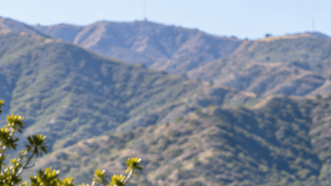Ciervo mula en la isla Catalina, California, donde un plan busca eliminar gran parte de la población de estos animales.