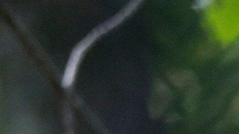 Adam Borkhus, de 33 años, se encontró con el felino mientras buscaba alces cerca de Cody.