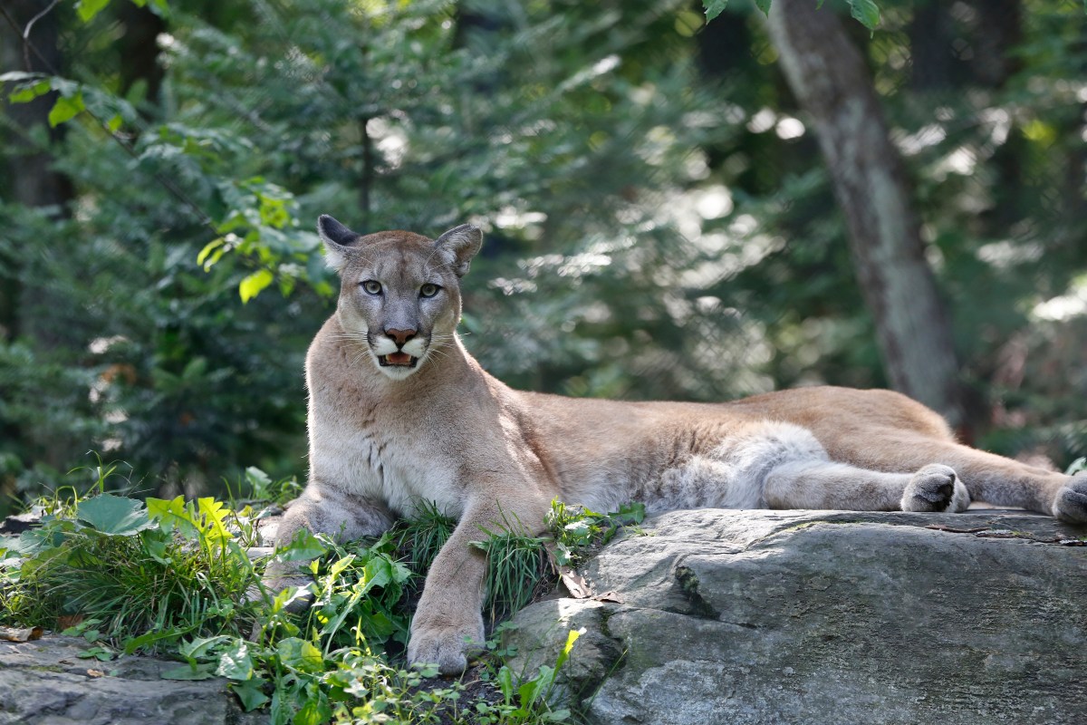 Hombre enfrenta a un puma para salvar a su perro en Wyoming