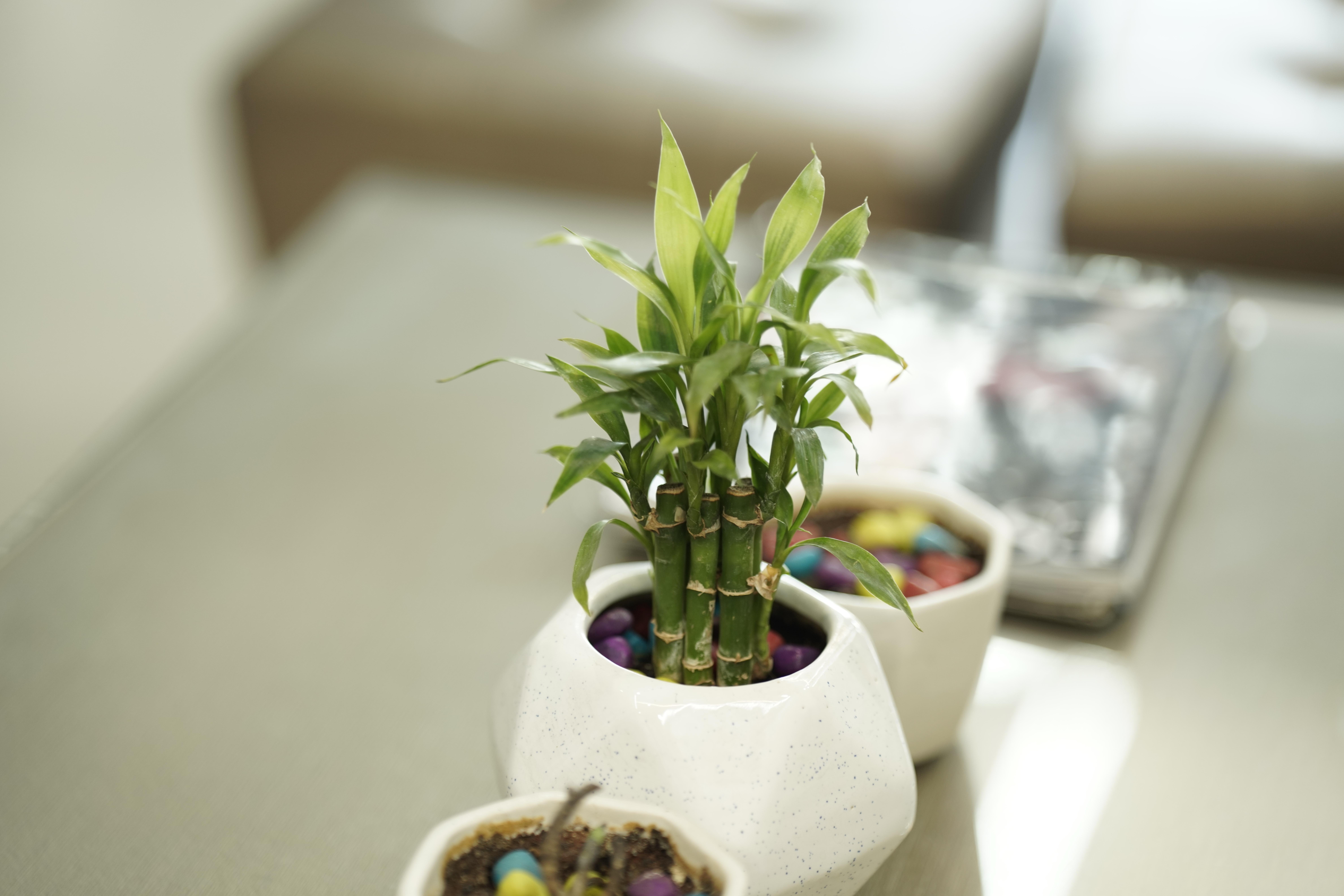 5 objetos que atraen la buena suerte y las energías positivas a tu hogar