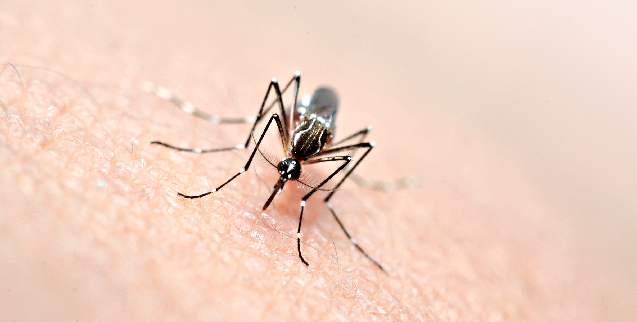Florida afronta el mayor brote local de dengue en décadas en EE.UU.
