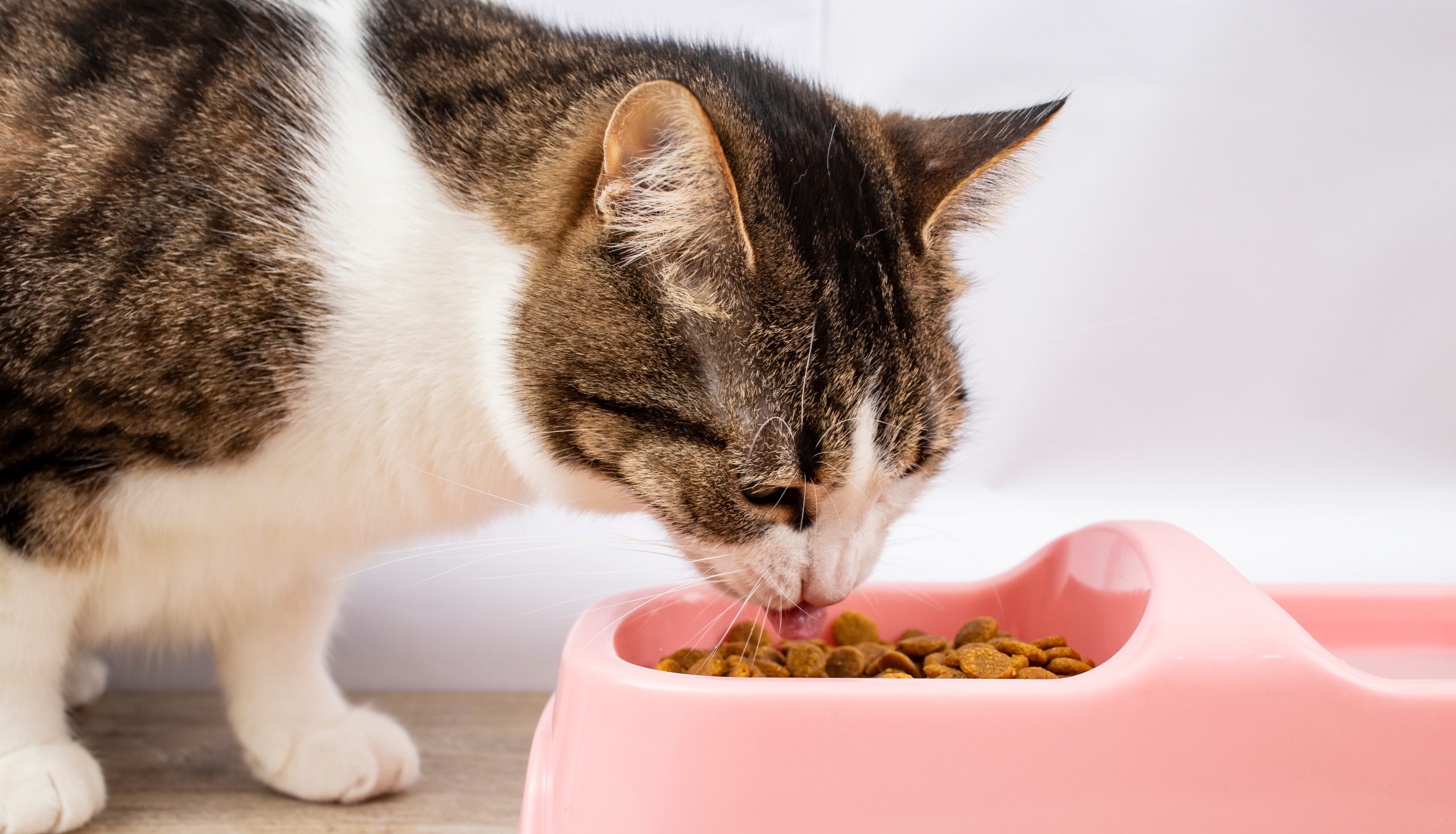 Investigan presencia de metales pesados, pesticidas y plásticos en alimentos para gatos