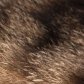 Investigan presencia de metales pesados, pesticidas y plásticos en alimentos para gatos