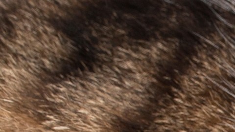 Investigan presencia de metales pesados, pesticidas y plásticos en alimentos para gatos