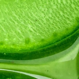 Un compuesto del aloe vera podría ser clave para combatir la pérdida de memoria y el deterioro cognitivo