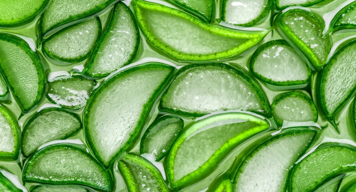 Un compuesto del aloe vera podría ser clave para combatir la pérdida de memoria y el deterioro cognitivo