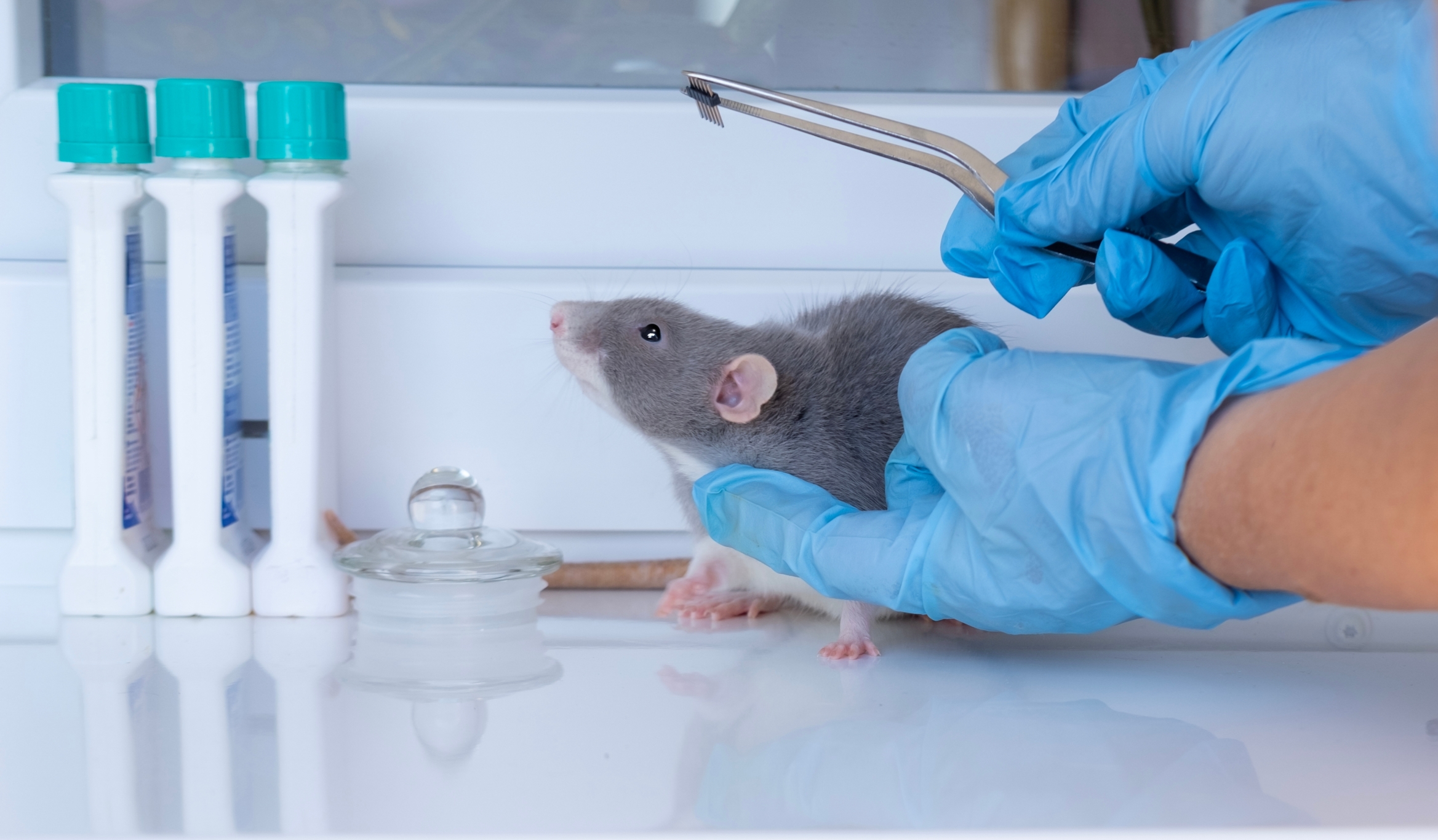 ¿Es ético alterar recuerdos y la actividad neuronal a favor de la ciencia? Entrega de premio Nobel de Medicina reabre este debate