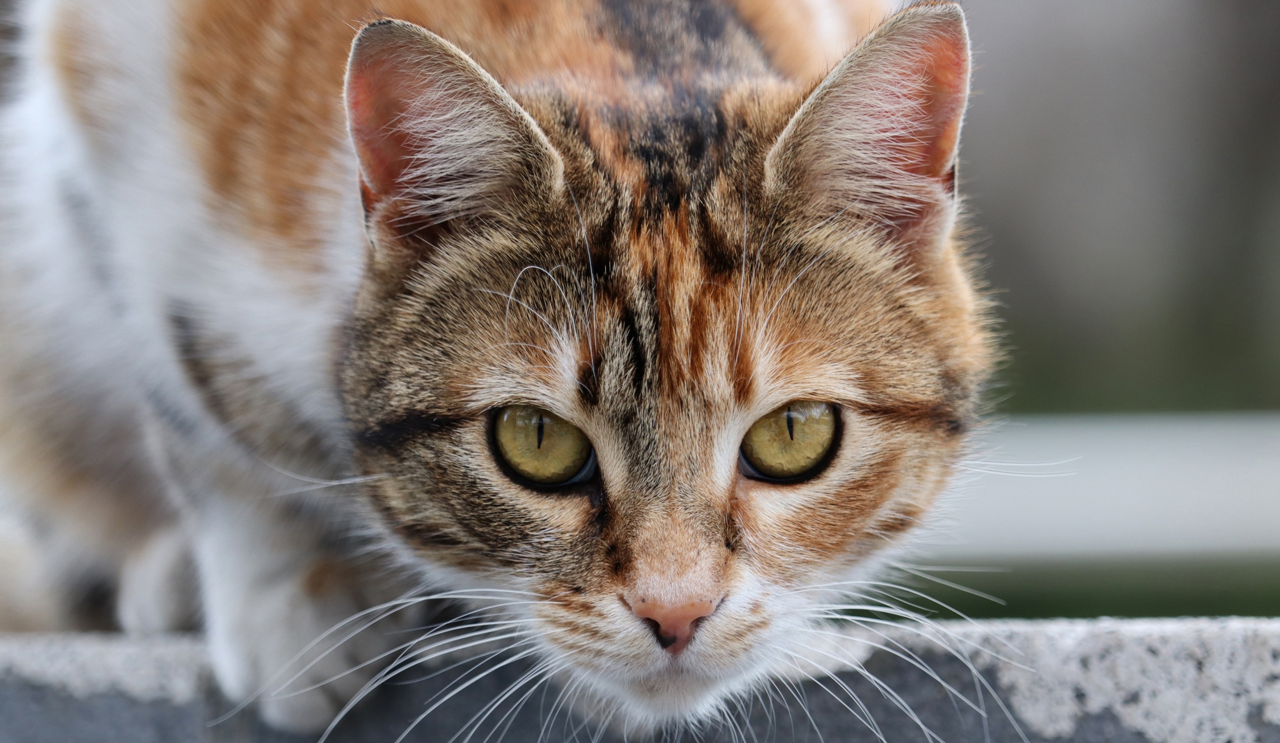 Un parásito frecuente en gatos también puede afectar a las personas