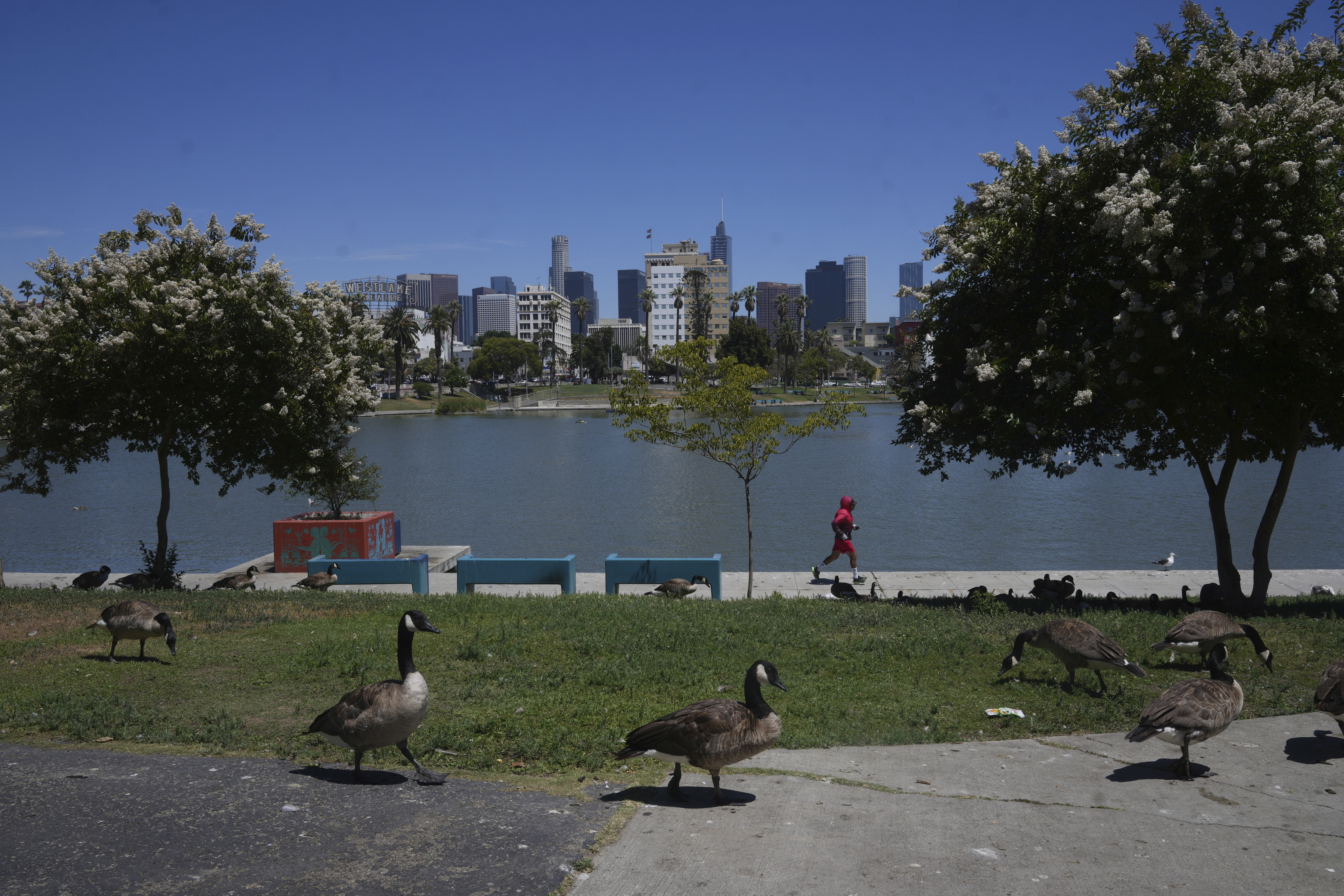 Instalan desde noviembre una valla metálica de 8 pies de altura alrededor de MacArthur Park