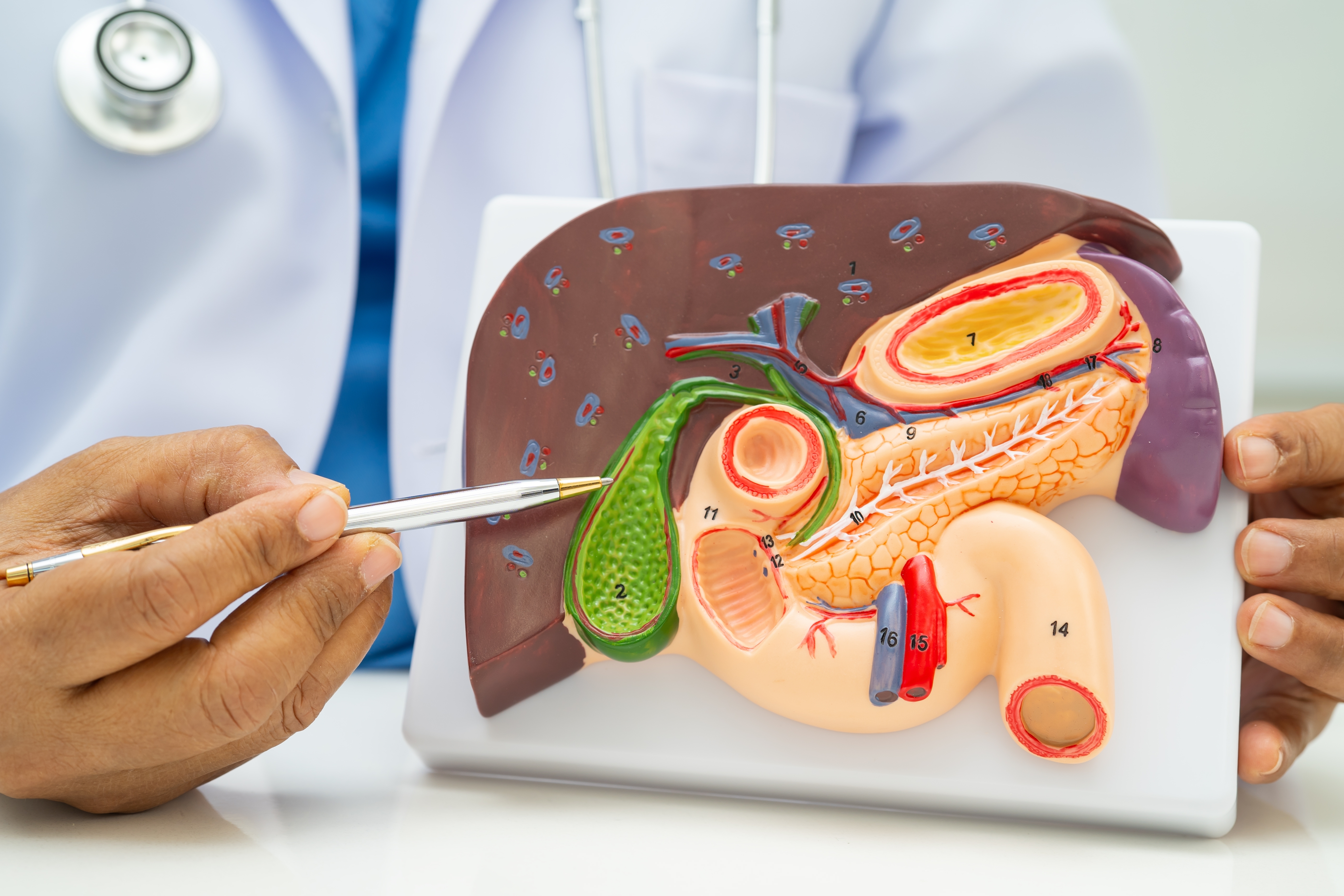 Qué le pasa a tu cuerpo cuando ya no tienes vesícula: 5 cambios que puedes notar