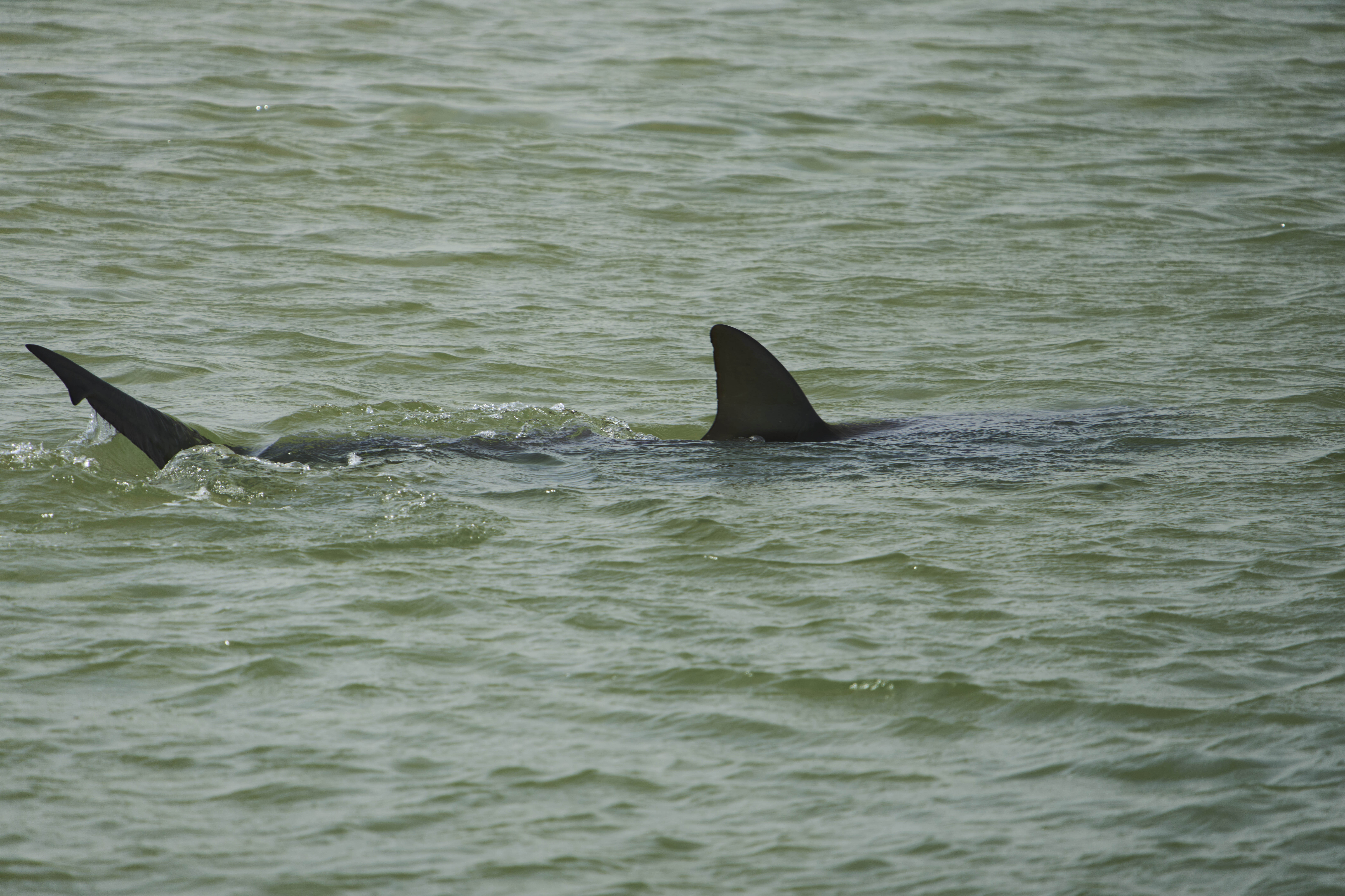 Tiburón muerde a pescador frente a la costa de Malibú