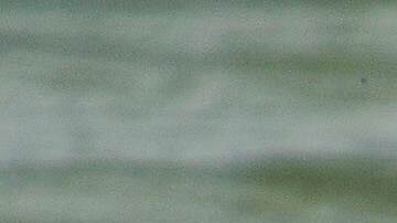 A shark swims in Mediterranean Sea as Israeli police are looking area for a swimmer who they fear was attacked by a shark on Monday, near the Israeli city of Hadera, Tuesday, April 22, 2025. (AP Photo/Ariel Schalit)