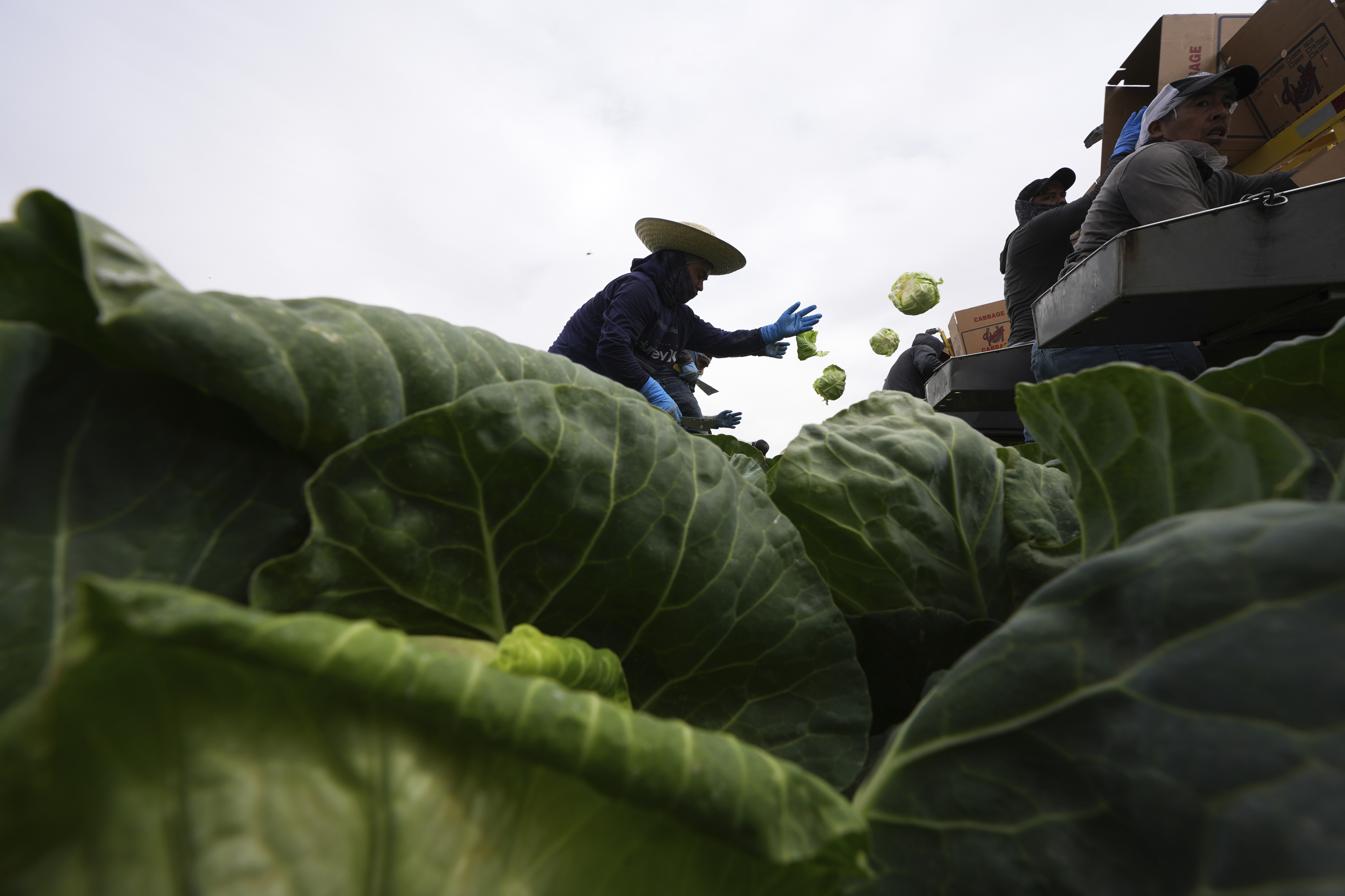 A $19.75 aumenta el salario mínimo de trabajadores agrícolas de California