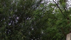 Violencia en México