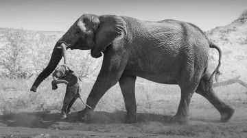 Las emotivas fotos de la elefanta que no podía superar la muerte de su cría y lo que revelan sobre el duelo animal