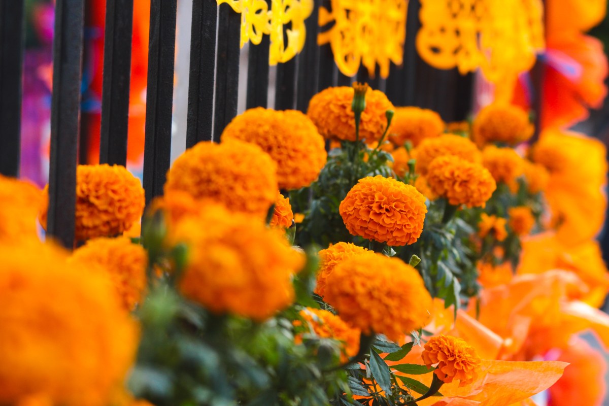 Flor de cempasúchil: cuál es el místico significado en el Día de Muertos